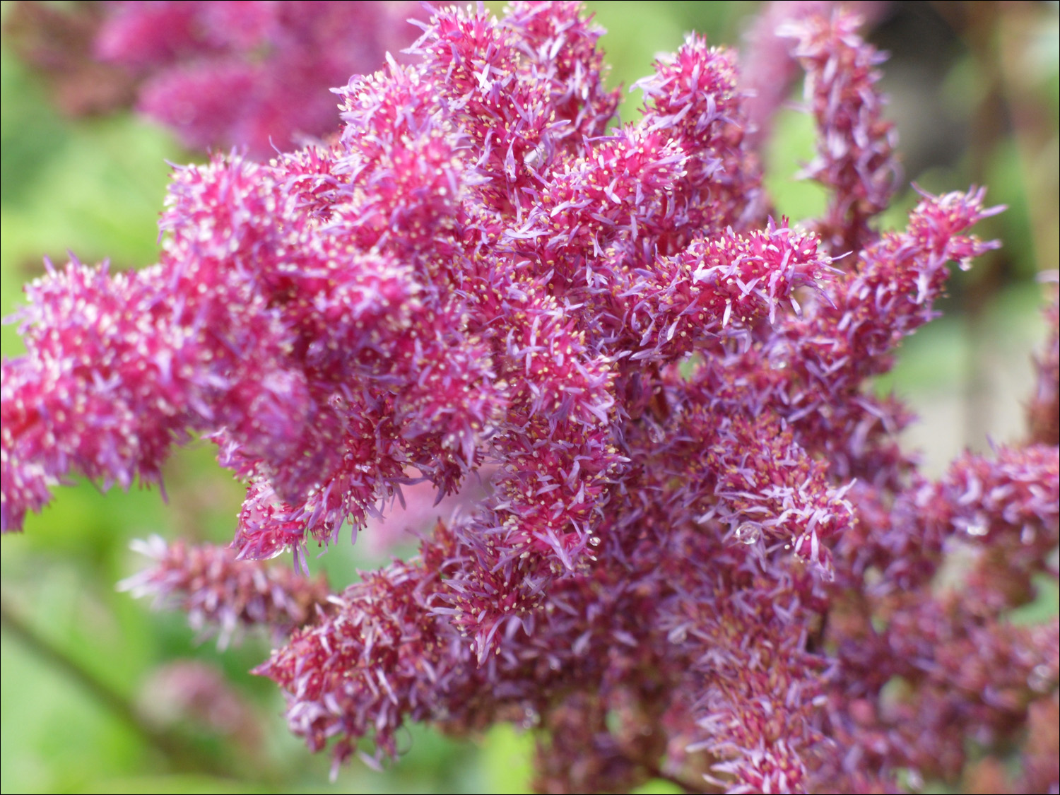 Snoqualmie, WA- Variety of flowers